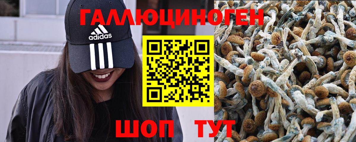 Псилоцибиновые грибы Psilocybe Гай